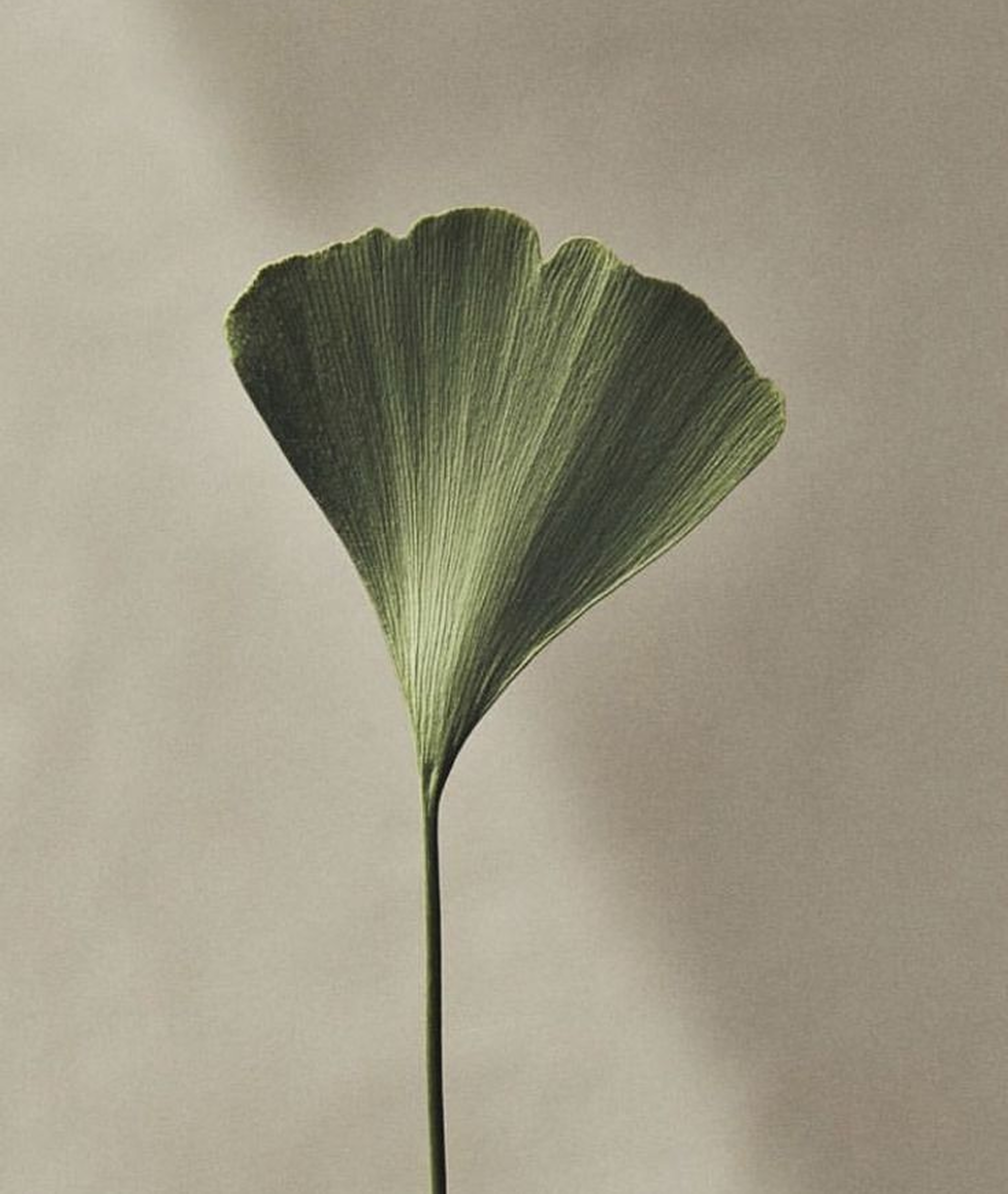 Vihaara Leaf